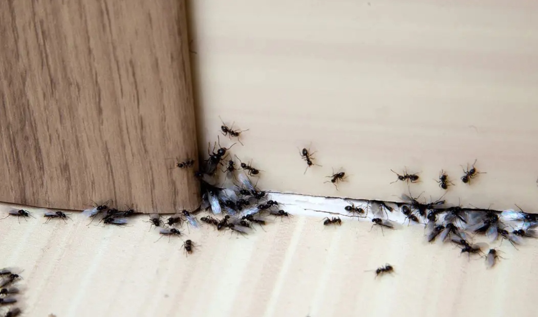 ants
