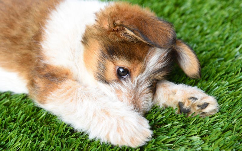 pet turf